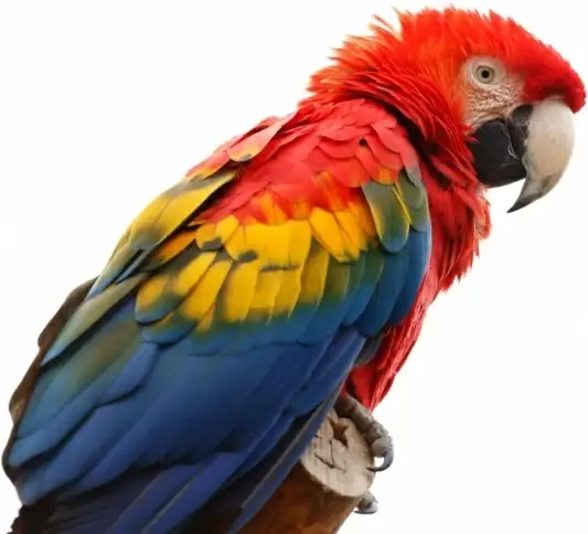 scarlet macaw