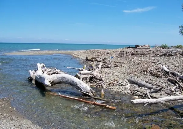 scattered broken logs