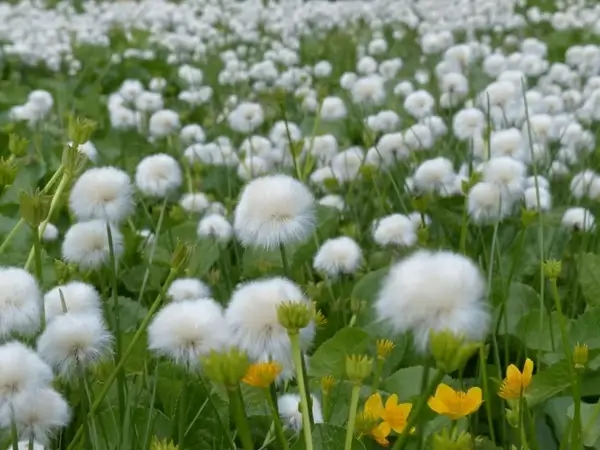 scheuchzers cottongrass eriophorum scheuchzeri sour grass greenhouse