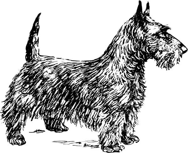 scotch terrier bw