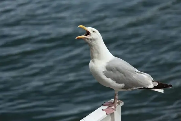 screaming seagull