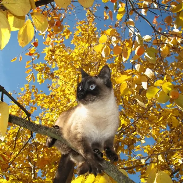 scruffy in the persimmon tree 365 323
