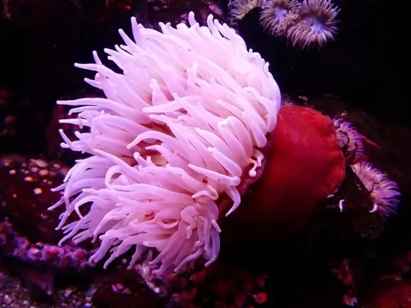 sea anemone anemone water