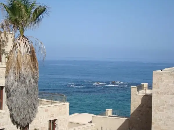 sea cliff palm tree