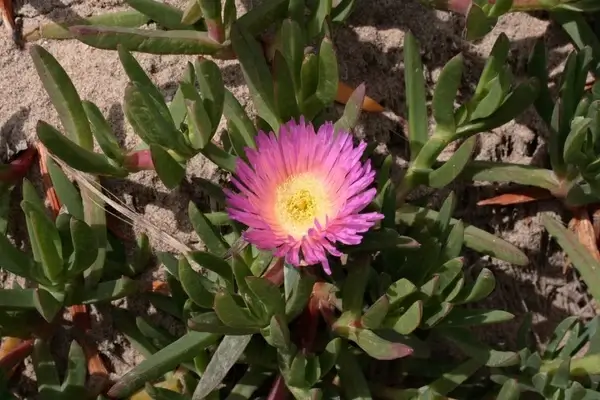 sea fig with bloom