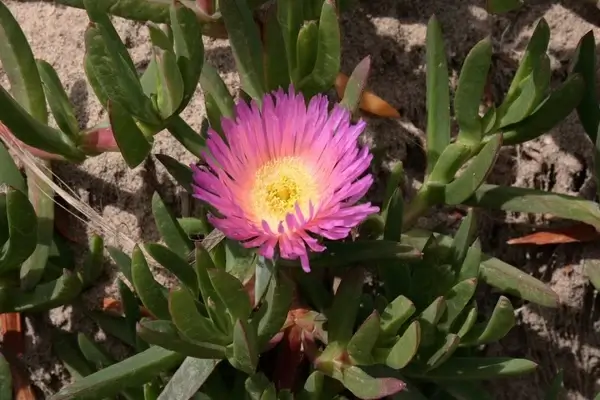 sea fig with bloom