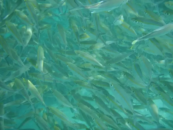 sea fish fish swarm