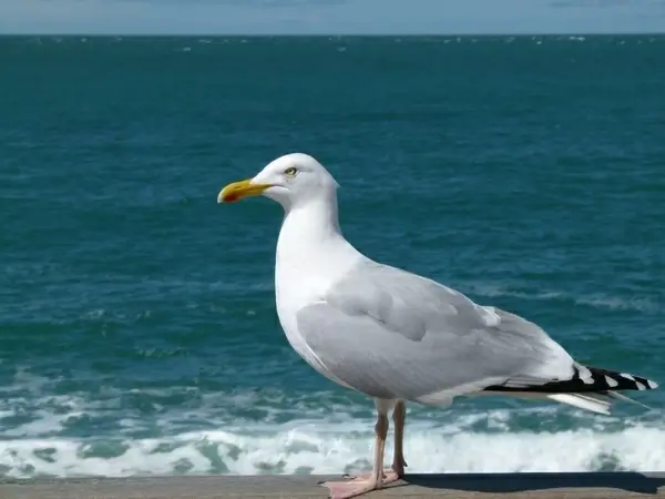 sea gull sea ocean