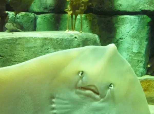 sea life