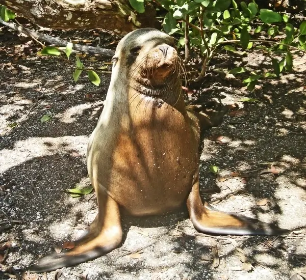 sea lion galapagos