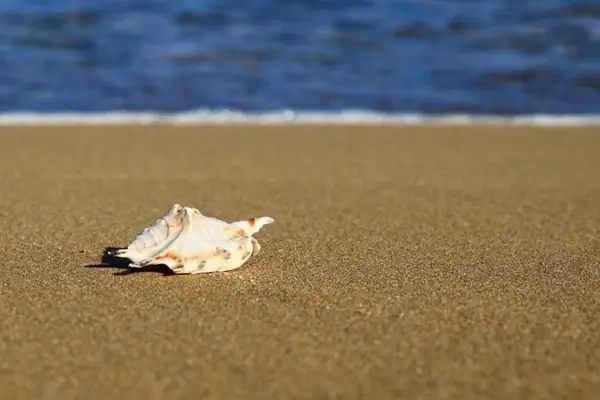 sea shell on beach