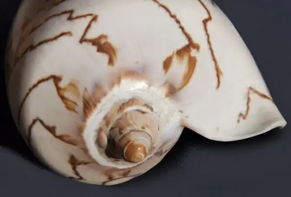 sea snail snail sea