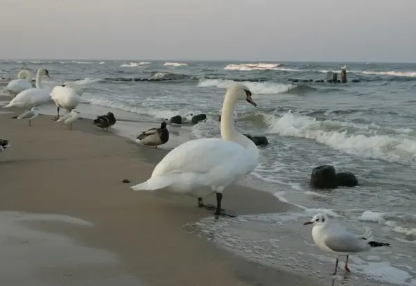 seabirds 2