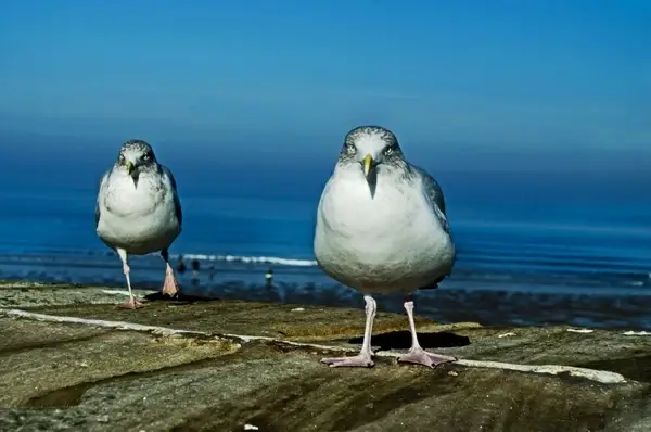seagull