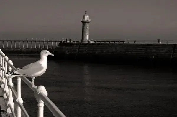 seagull