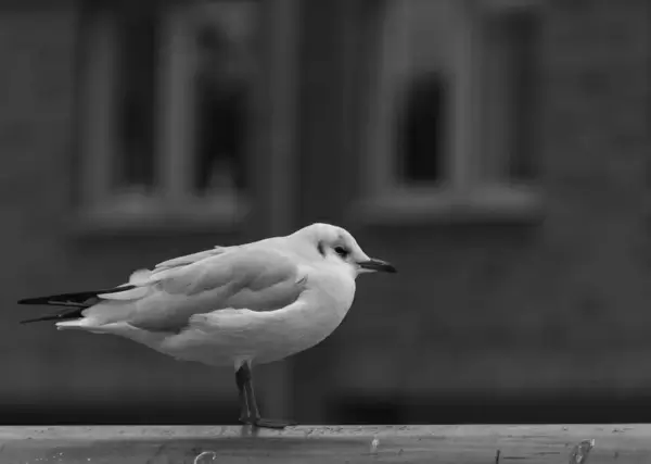 seagull 270365