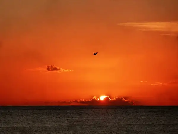 seagull