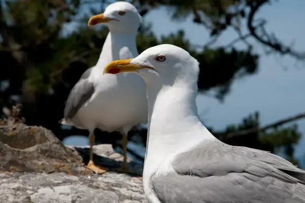 seagull