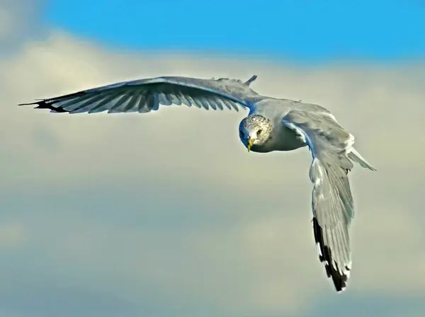 seagull