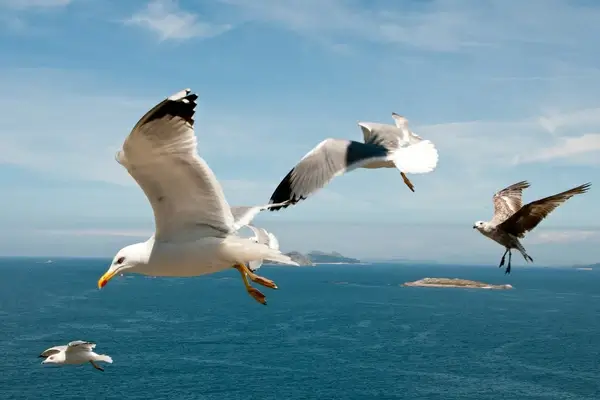 seagull