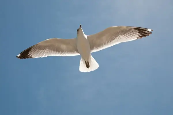 seagull