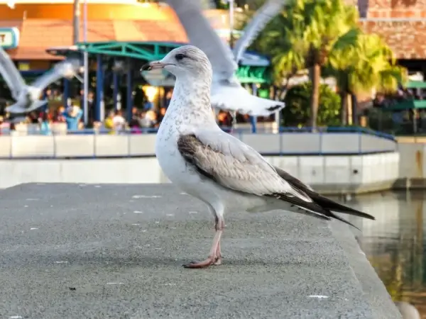 seagull 