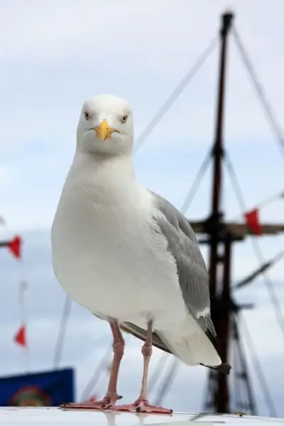 seagull and boat
