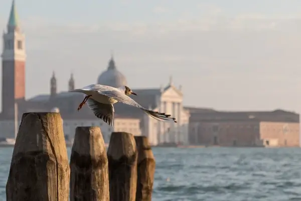 seagull at pier