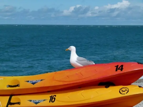seagull bird fowl
