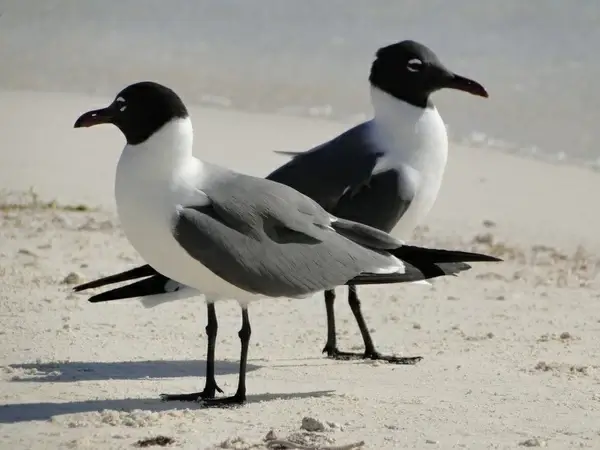 seagull couple contrary