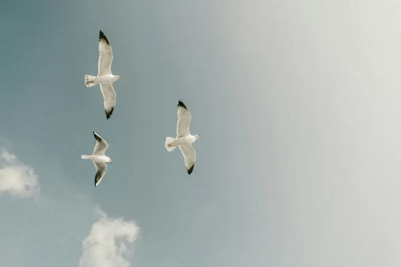seagull flock picture bright dynamic