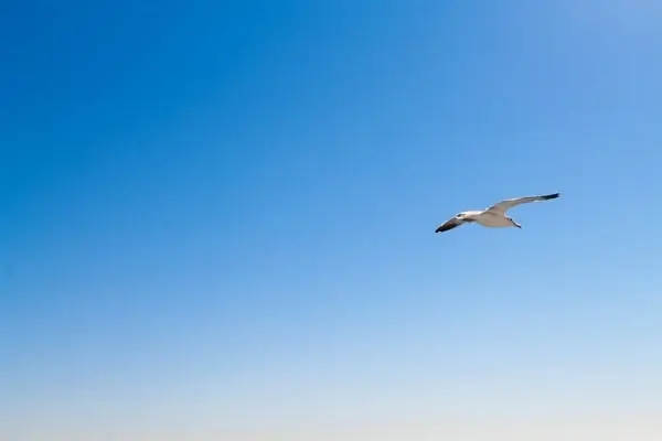 seagull flying in blue sky 