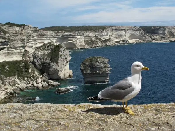 seagull in bonifacio