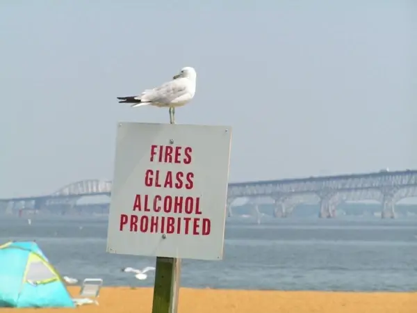 seagull on sign