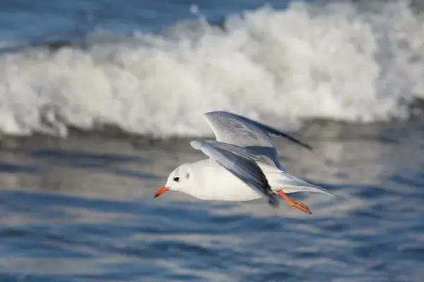 seagull sea baltic sea