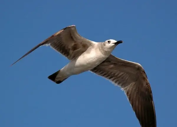 seagull soaring