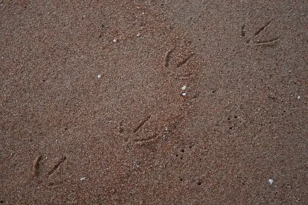 seagull tracks in beach sand