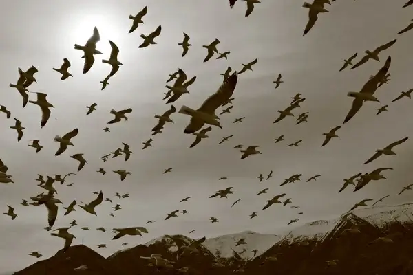 seagulls