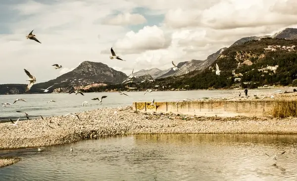 seagulls