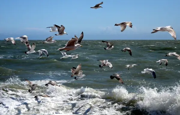 seagulls