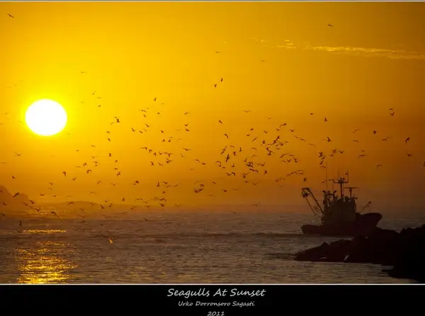seagulls at sunset