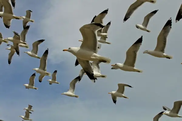 seagulls in flight