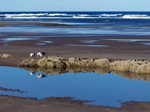 seagulls wide view