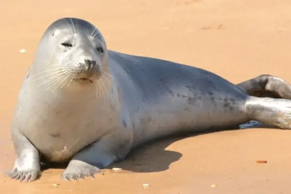 seal harbor seal young harbor seal