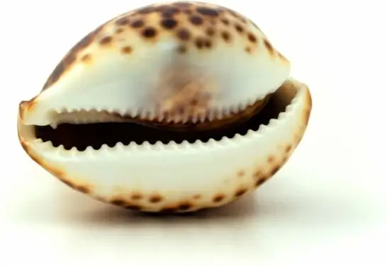 seashell
