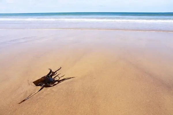 seaweed and beach