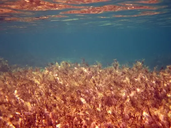 seaweed in ocean