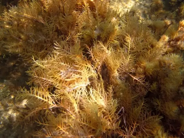 seaweed underwater