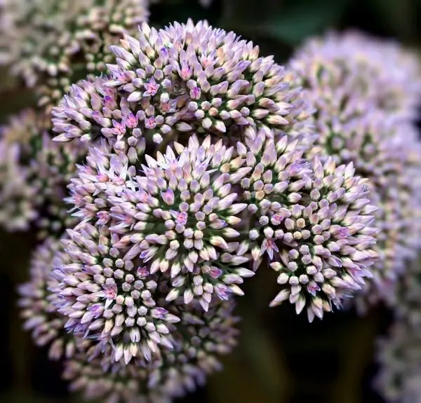 sedum autumn joy flower buds