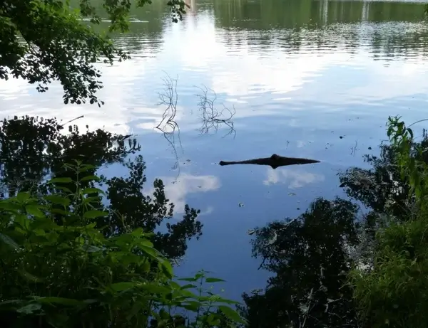 see crocodile optical
